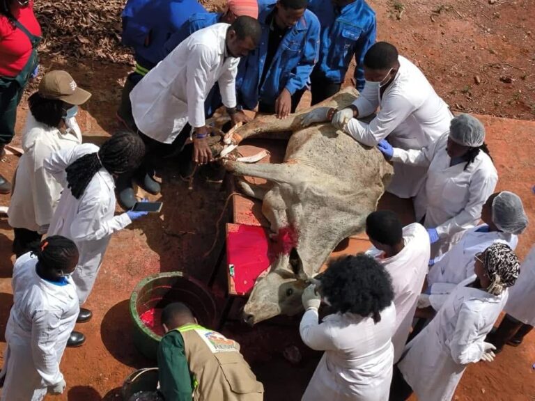 Activités cliniques en Médécine Vétérinaire : Travaux pratiques d’anatomie sur un bovin